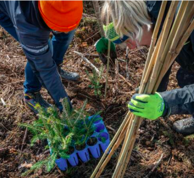 Trees are being replanted as part of a Zingerle Group initiative